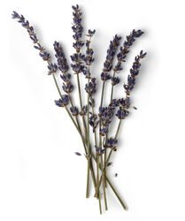Lavender Flower Infusion