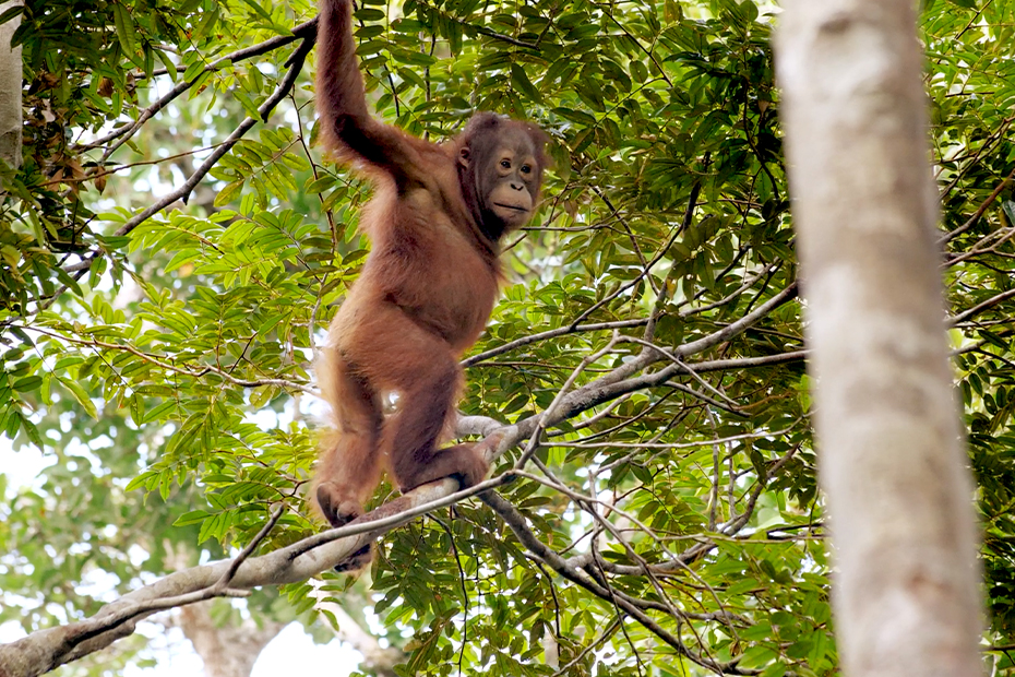 An image of a young orangutan balancing with its feet on one tree branch and its hand holding another.