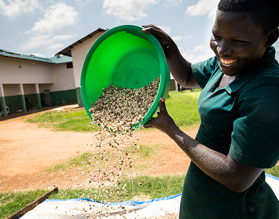 A person in a green frock empties a bowl of moringa seeds from up high, letting them drop into an unseen vessel below.